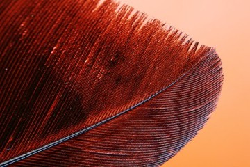 Tiepel